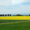 Francia - Autostrada E80 tra Narbonne e Carcassonne Campo di coltivazione di colza