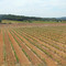 Narbonne Francia -Vigneti lungo l'autostrada E80
