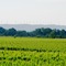 Cabernet in front of the abondant vegetation along river Aude