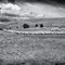 Moutons sur le plateau de Céüse