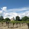 Vignes et Chapelle
