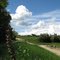 Vignes et Nuages