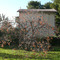 Plaqueminier et ses kakis ..à déguster aprés le gel. - Persimmon tree -