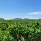 Vignes et collines de Provence.
