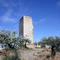 Manosque - Ruines et oliviers sur le Mont d'Or