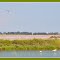 Pink flamingos close to the pink lake.