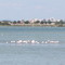 Flamingos, La Grande-Motte