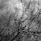 reflet