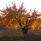 Automne en Provence