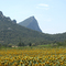 Silhouette du pic St Loup dominant un champ de tournesols