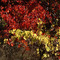 Vignes à l'automne