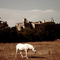 Horse at the palace