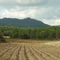 Pic Saint Loup
