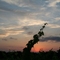 LA VIGNE RESISTERA T-ELLE?