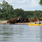Cattle on the Cedar River