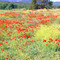 champs de coqulicots