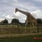 Girafes Zoo de la Barben