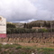 Vineyard