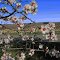 Amandiers en fleurs