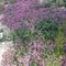 Tapis Mauve
