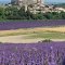 Lovely lavenders