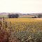 French Sunflowers