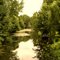 La vallée du Loir près de Mémillon. Un petit côté "Marais poitevin"....