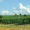 Des Vignes dans le Saumurois