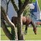 Arbre et Cheval, Cunault