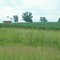 Round barn near Geneseo