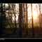 sunset on trees