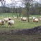 moutons d'hiver