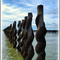 Mussel Farm