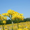 Summer cornfield