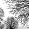 Brouillard givrant