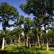 La foret