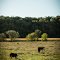 Beef Cattle