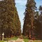 Allée de Séquoias de Ferrieres en Brie / Sequoia alley of Ferrieres en Brie (France) (DETAILS: SEE COMMENTS)