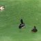 Canards sur le Canal
