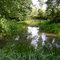 Forête de Malvoisine (l'étang)