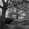 chêne dans la forêt de fontainebleau