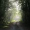 Beam me through the forest Louie