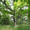Oak Tree in Shoe Factory Road Woods