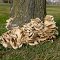 Oyster mushrooms