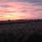 Kansas Cornfield Sunrise