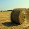 Hay Roll
