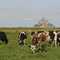 Les vaches normandes, habitantes des prés salés du Mont Saint-Michel