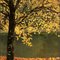 Arbre d'Or