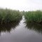 Marais de Brière - St-Joachim - Loire-Atlantique
