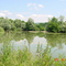 Ripisylve de l'Ognon